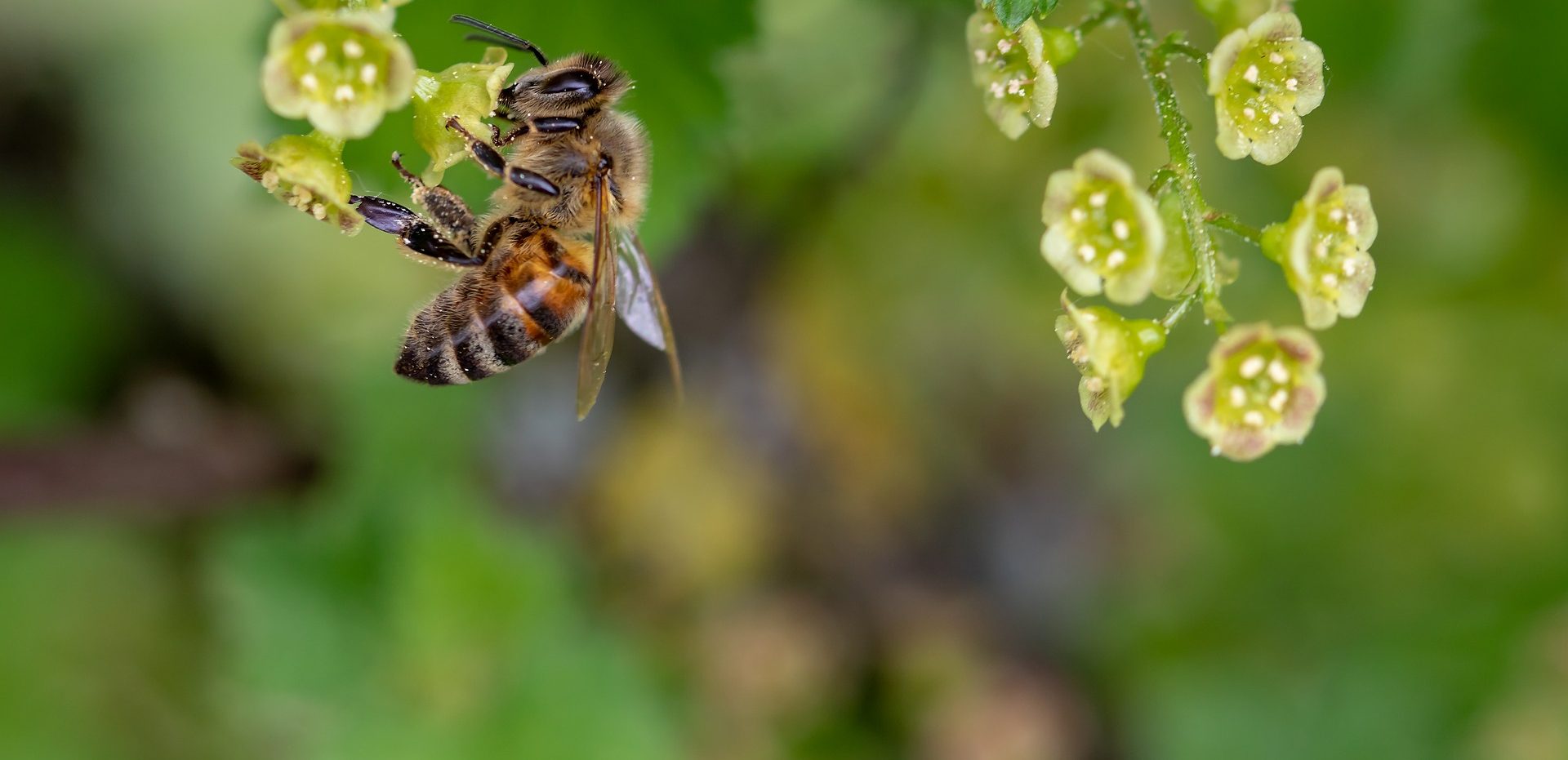 Agrotóxico utilizado contra fungos também pode matar abelhas